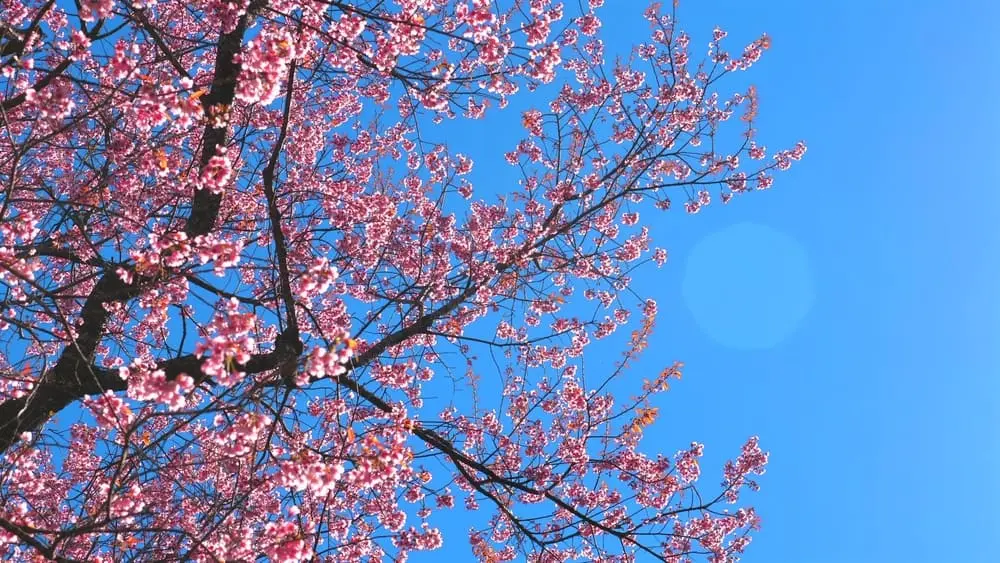 Home and garden marketing: 3 examples of spring competitions