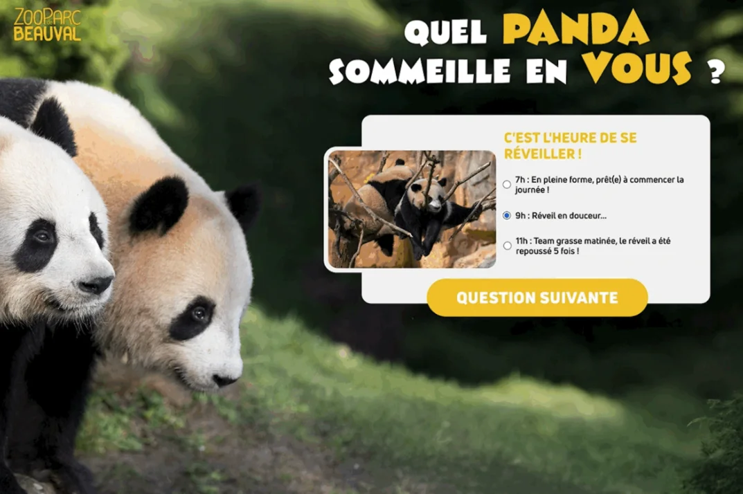 beauval-panda